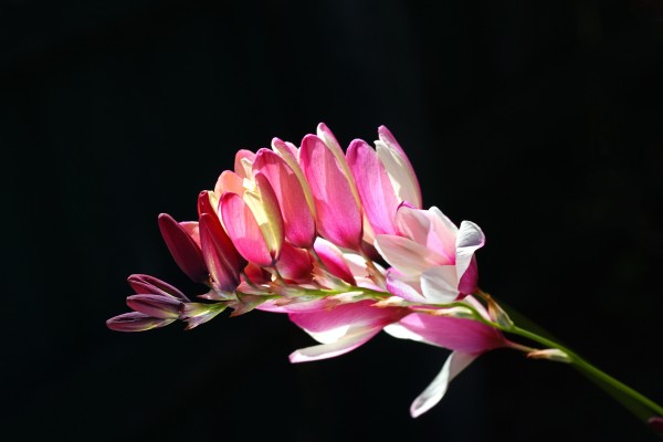 Ixia Flower Grand Display by Joy Watson